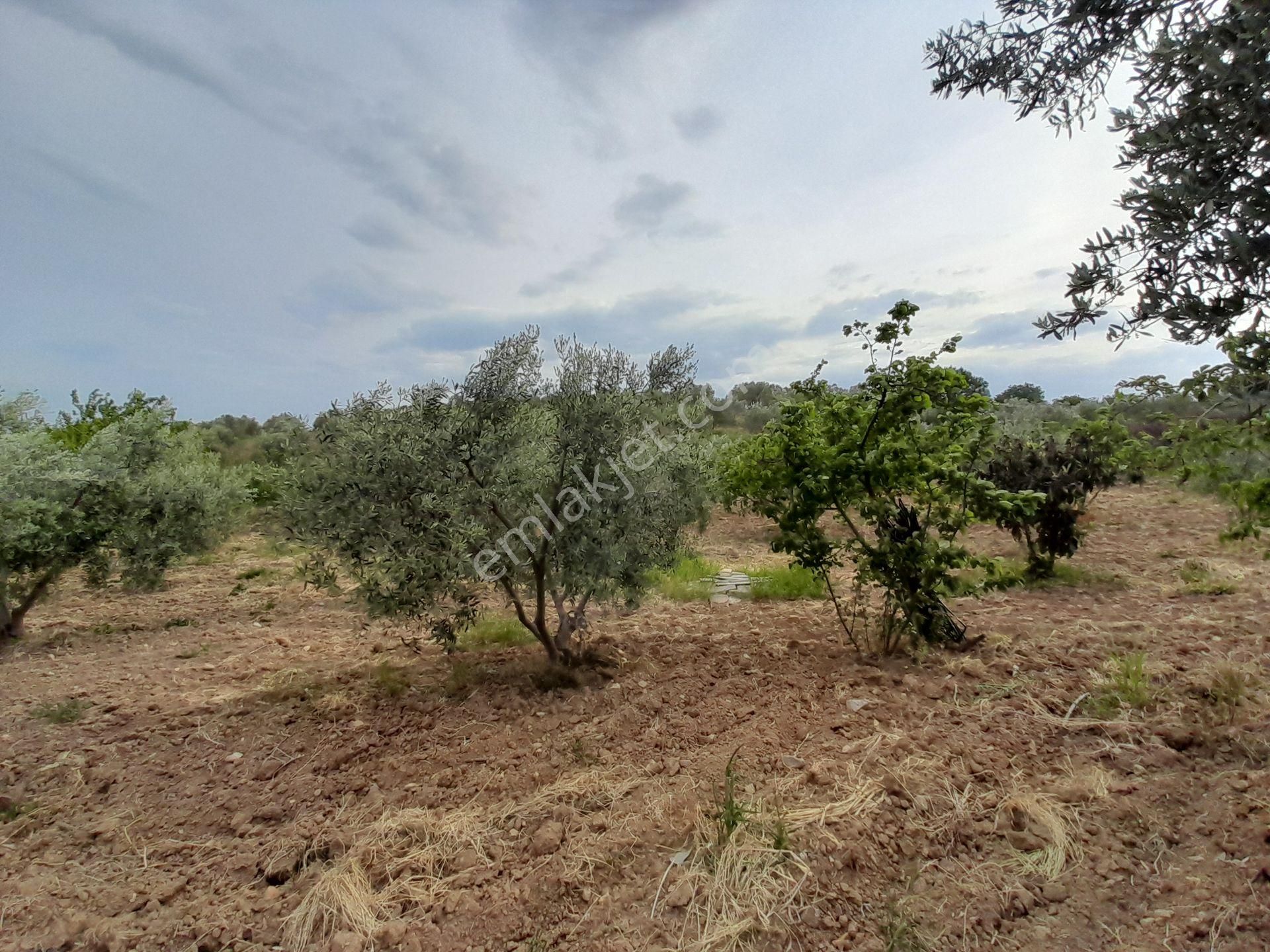 Bergama Kurtuluş Mah.toplam 16.582 M2 2/1 Hissesi 8.291 M2 Olan Zeytinlik Satılıktır - Görsel 34