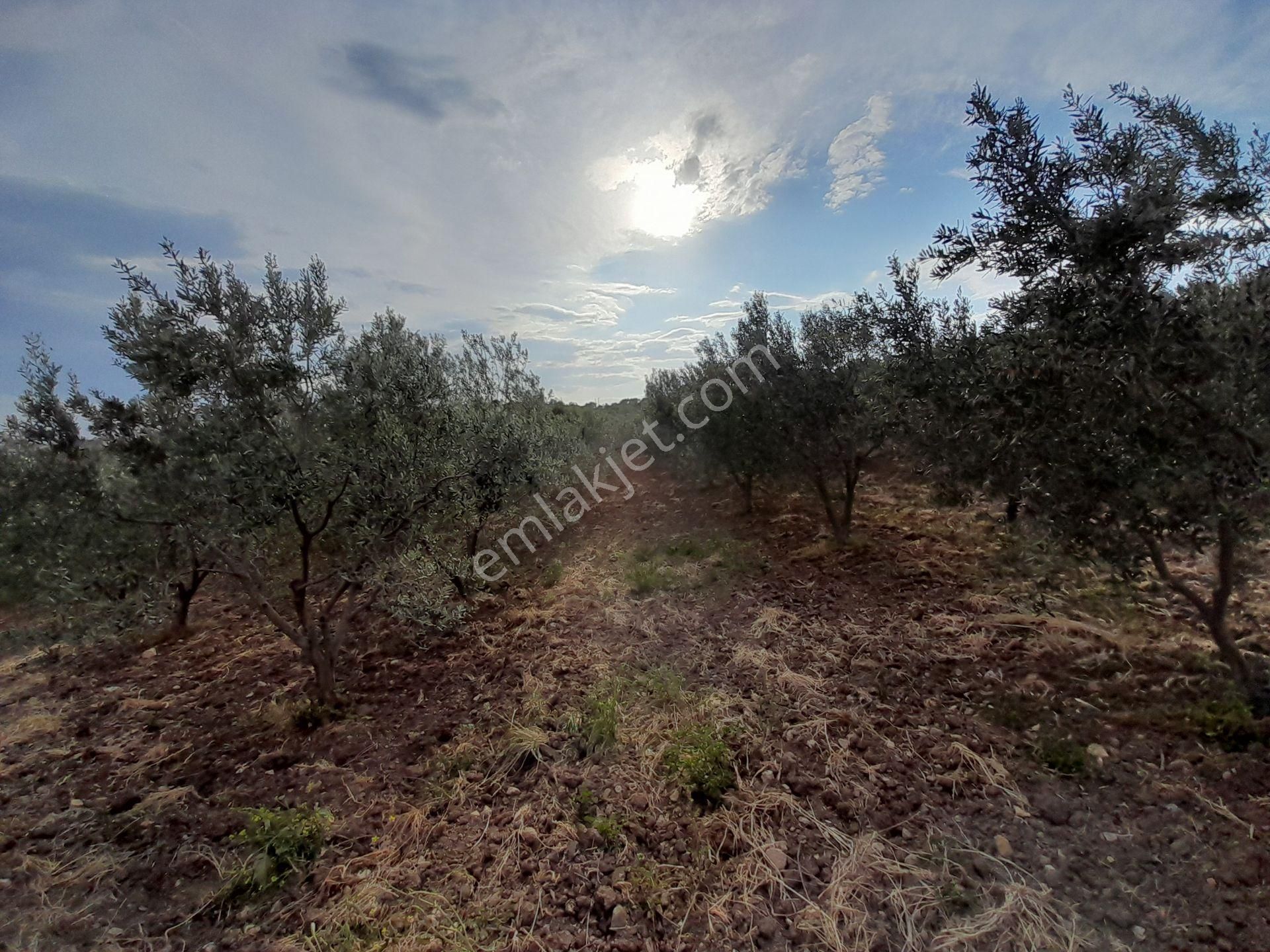 Bergama Kurtuluş Mah.toplam 16.582 M2 2/1 Hissesi 8.291 M2 Olan Zeytinlik Satılıktır - Görsel 32