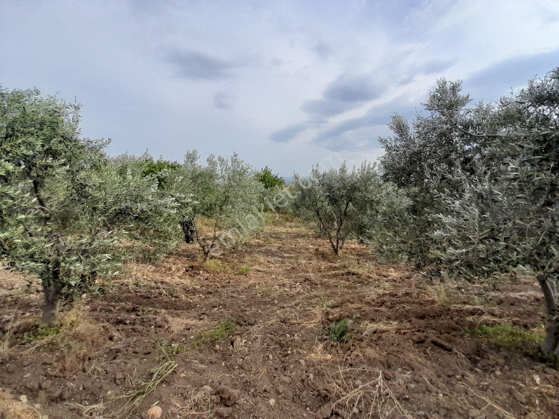 Bergama Kurtuluş Mah.toplam 16.582 M2 2/1 Hissesi 8.291 M2 Olan Zeytinlik Satılıktır - Görsel 33