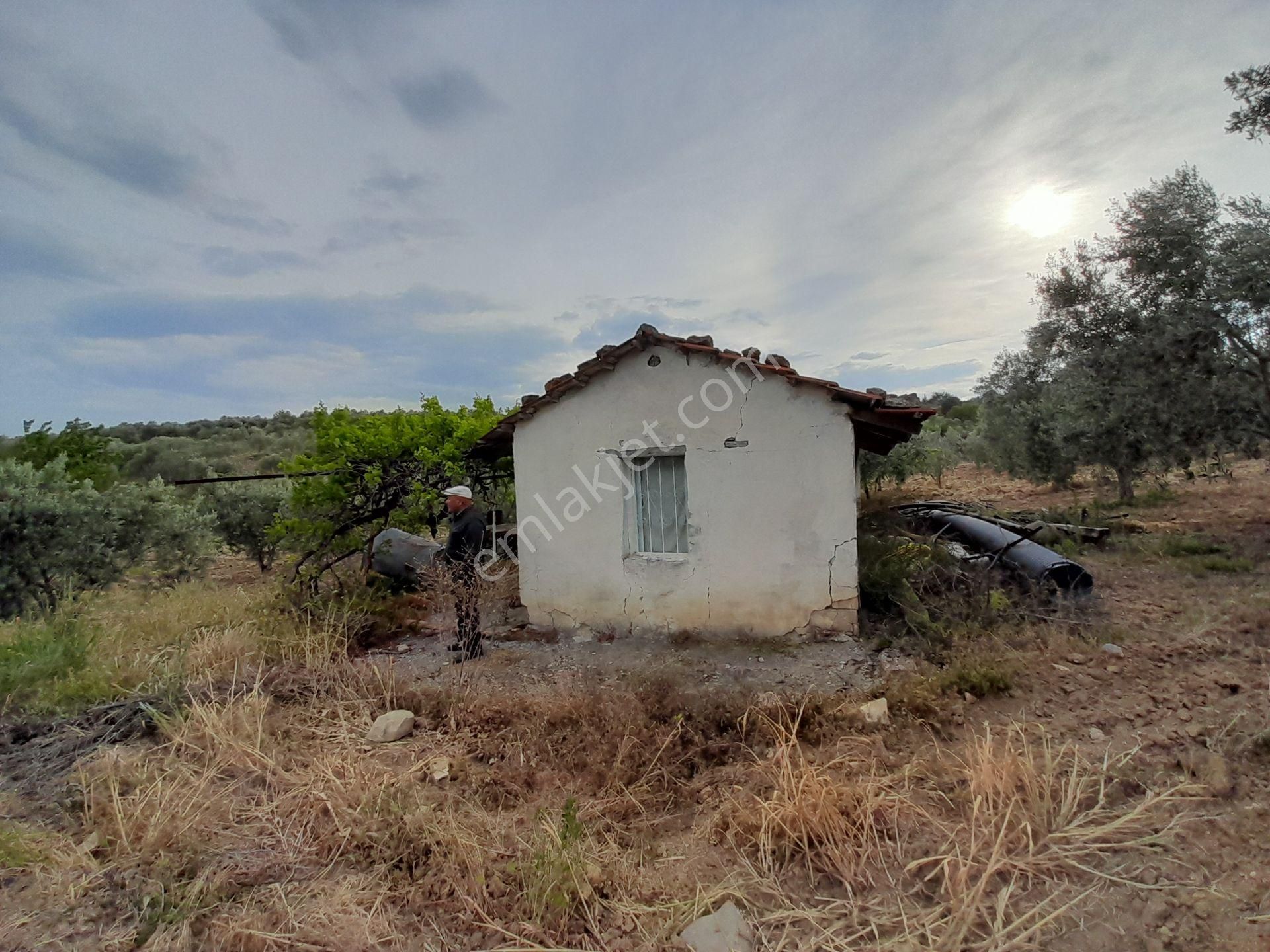 Bergama Kurtuluş Mah.toplam 16.582 M2 2/1 Hissesi 8.291 M2 Olan Zeytinlik Satılıktır - Görsel 27