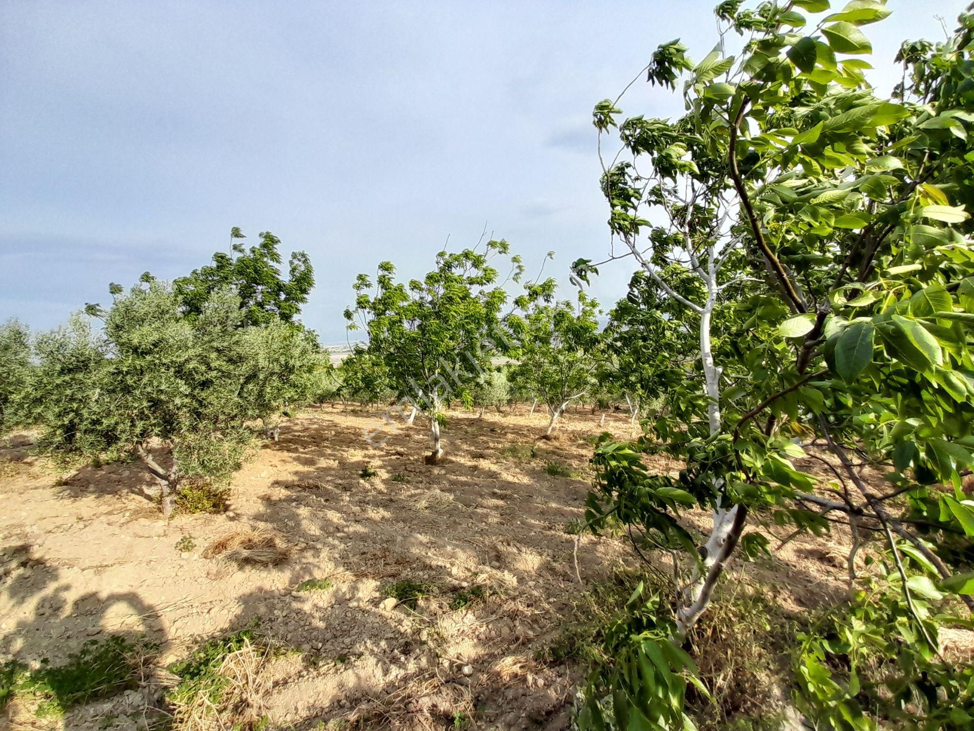 Bergama Kurtuluş Mah.toplam 16.582 M2 2/1 Hissesi 8.291 M2 Olan Zeytinlik Satılıktır - Görsel 3