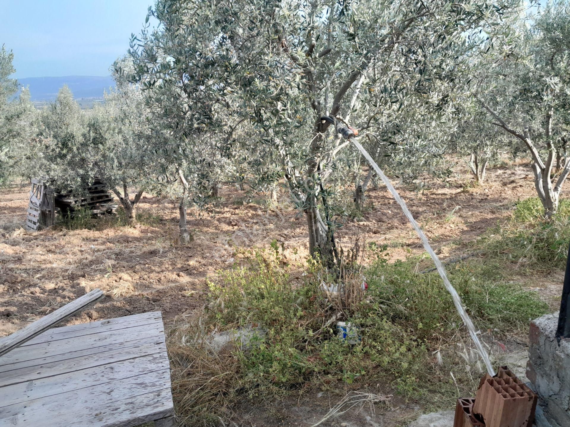 Bergama Kurtuluş Mah.toplam 16.582 M2 2/1 Hissesi 8.291 M2 Olan Zeytinlik Satılıktır - Görsel 15