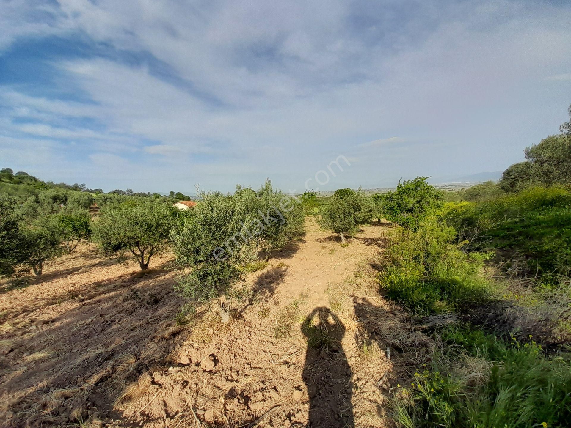 Bergama Kurtuluş Mah.toplam 16.582 M2 2/1 Hissesi 8.291 M2 Olan Zeytinlik Satılıktır - Görsel 4