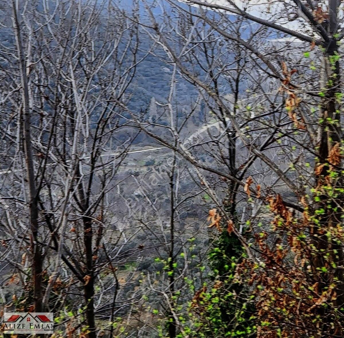 Acil Acil Acil Deniz Manzaralı Takasa 120 Zeytin Ağacı 3.900 M2 - Görsel 5