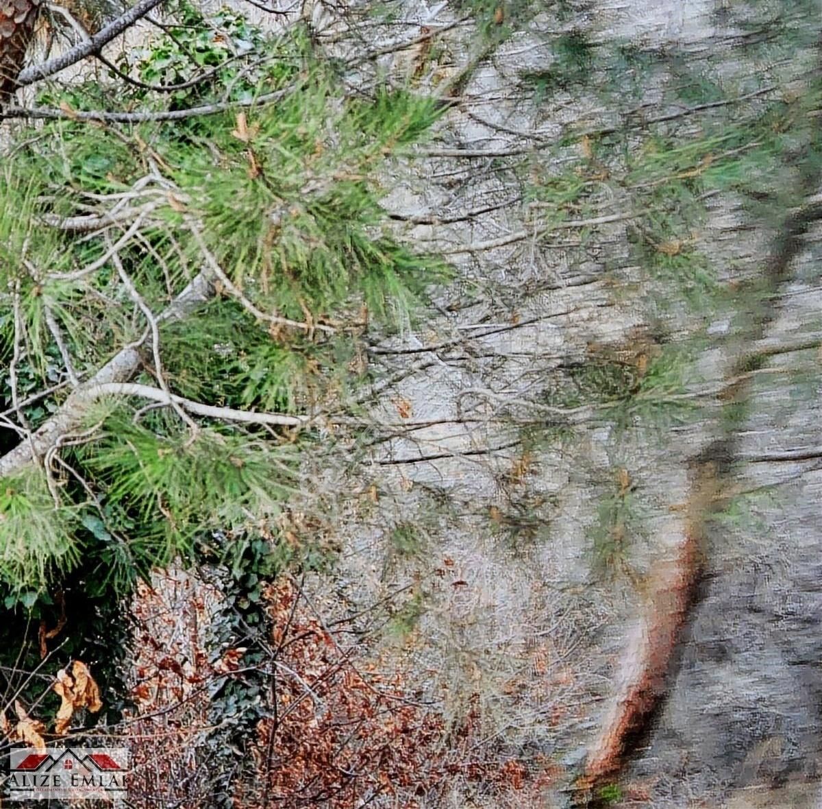 Acil Acil Acil Deniz Manzaralı Takasa 120 Zeytin Ağacı 3.900 M2 - Görsel 29