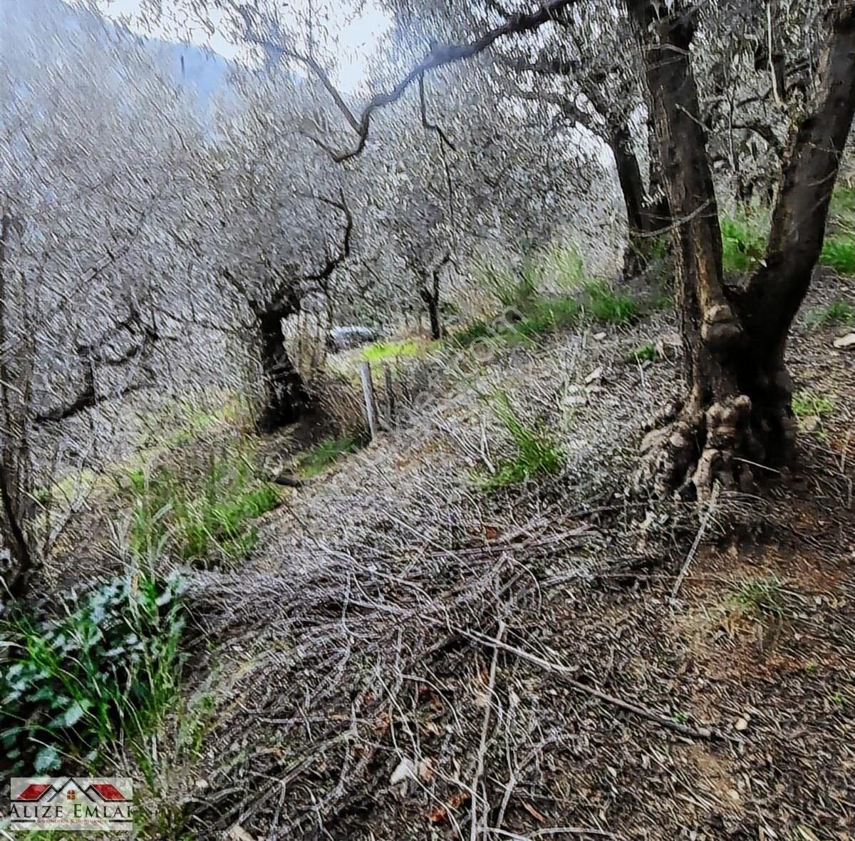 Acil Acil Acil Deniz Manzaralı Takasa 120 Zeytin Ağacı 3.900 M2 - Görsel 30
