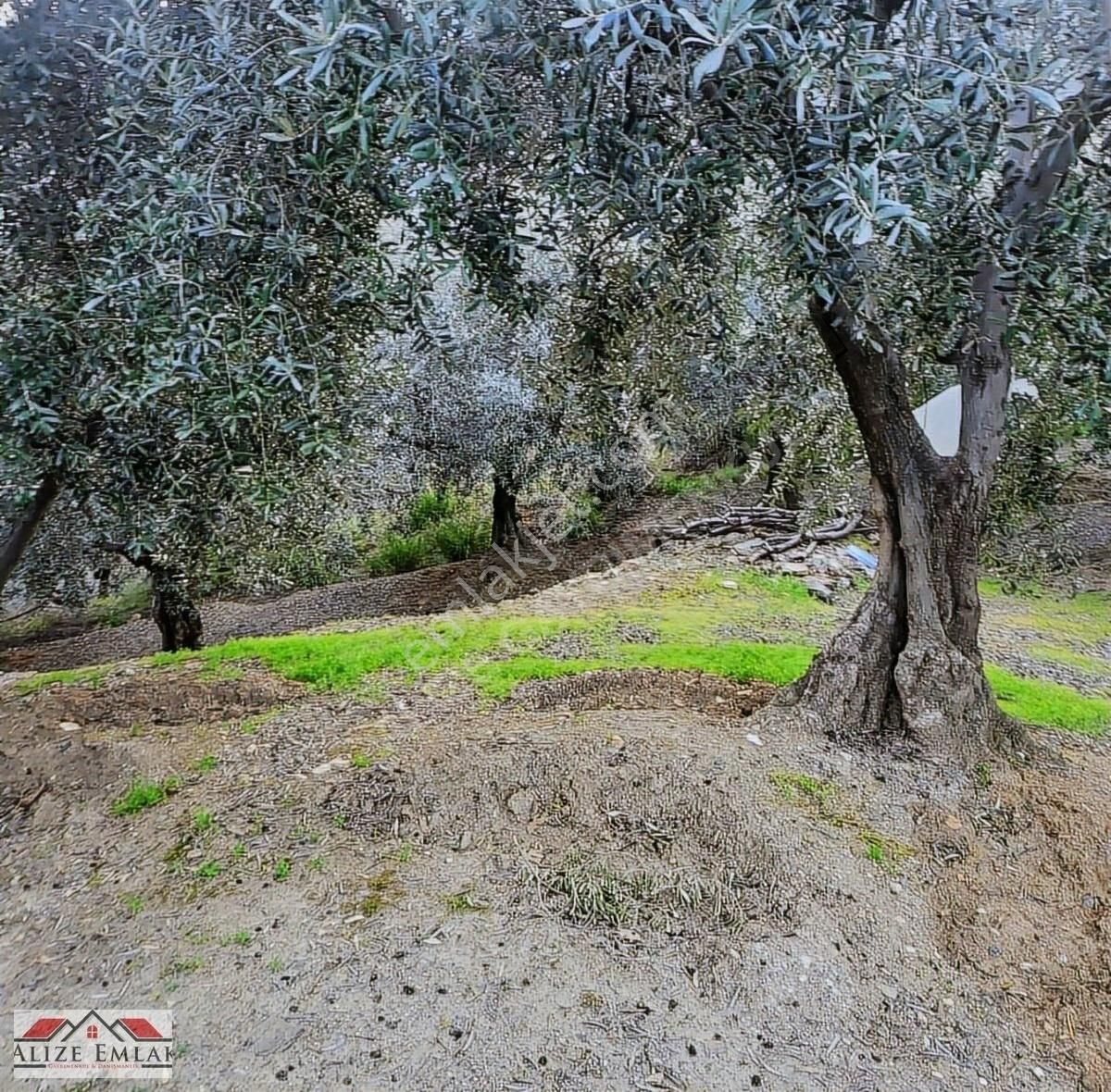 Acil Acil Acil Deniz Manzaralı Takasa 120 Zeytin Ağacı 3.900 M2 - Görsel 40