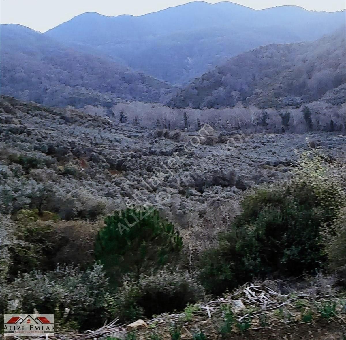 Acil Acil Acil Deniz Manzaralı Takasa 120 Zeytin Ağacı 3.900 M2 - Görsel 20