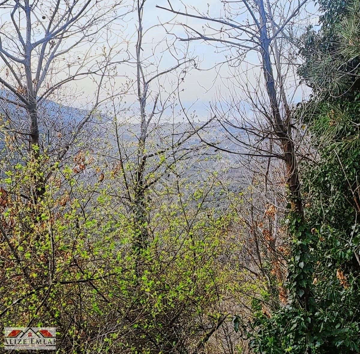 Acil Acil Acil Deniz Manzaralı Takasa 120 Zeytin Ağacı 3.900 M2 - Görsel 2
