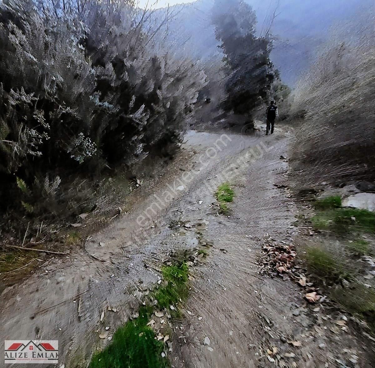 Acil Acil Acil Deniz Manzaralı Takasa 120 Zeytin Ağacı 3.900 M2 - Görsel 17