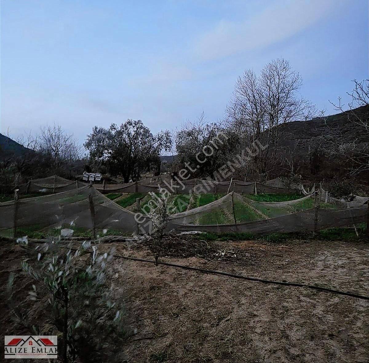 Acil Acil Acil Deniz Manzaralı Takasa 120 Zeytin Ağacı 3.900 M2 - Görsel 7