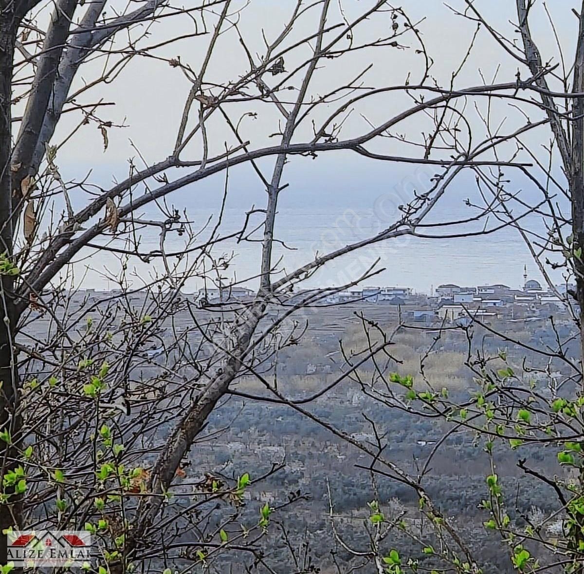 Acil Acil Acil Deniz Manzaralı Takasa 120 Zeytin Ağacı 3.900 M2 - Görsel 26