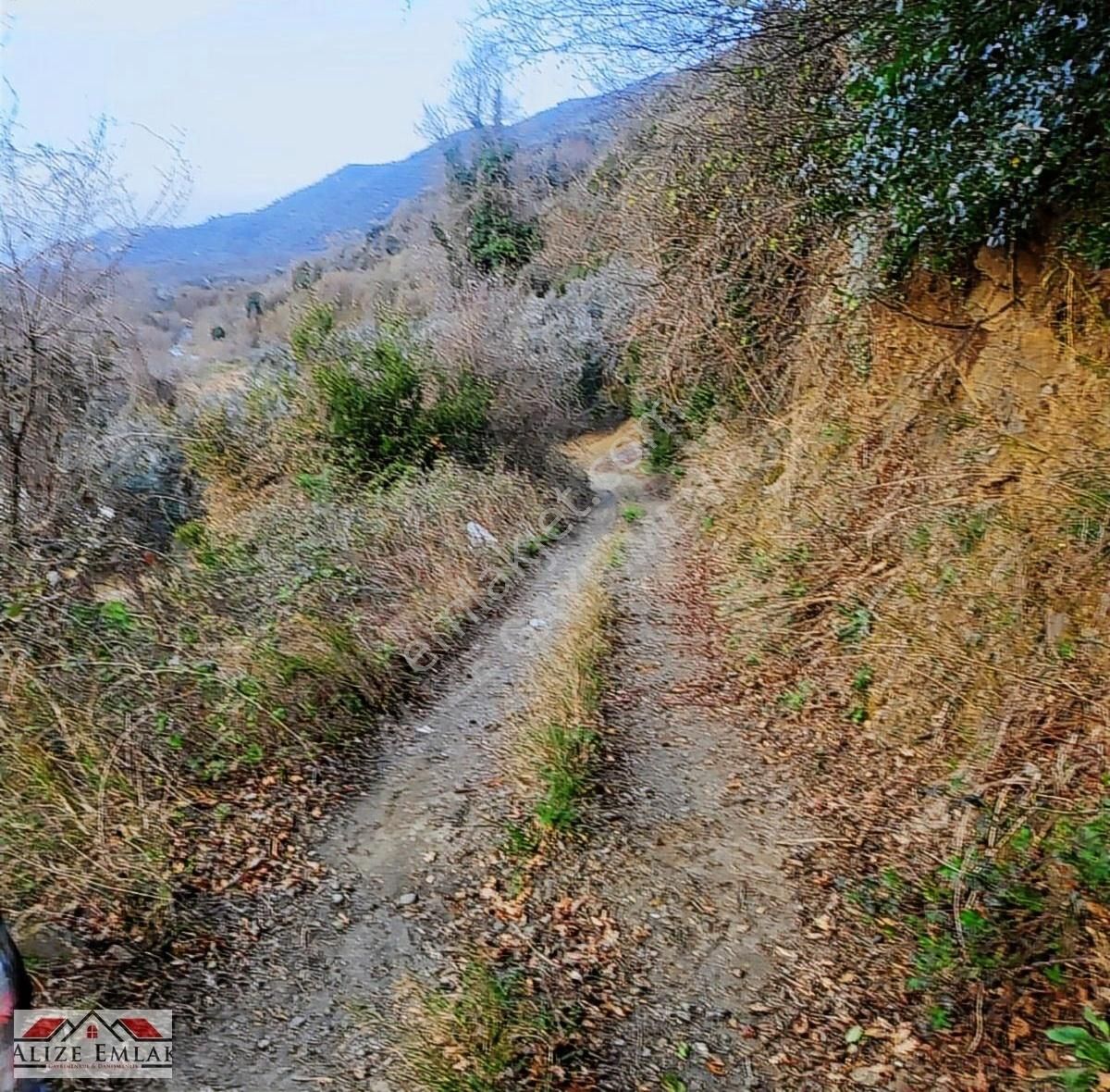 Acil Acil Acil Deniz Manzaralı Takasa 120 Zeytin Ağacı 3.900 M2 - Görsel 36