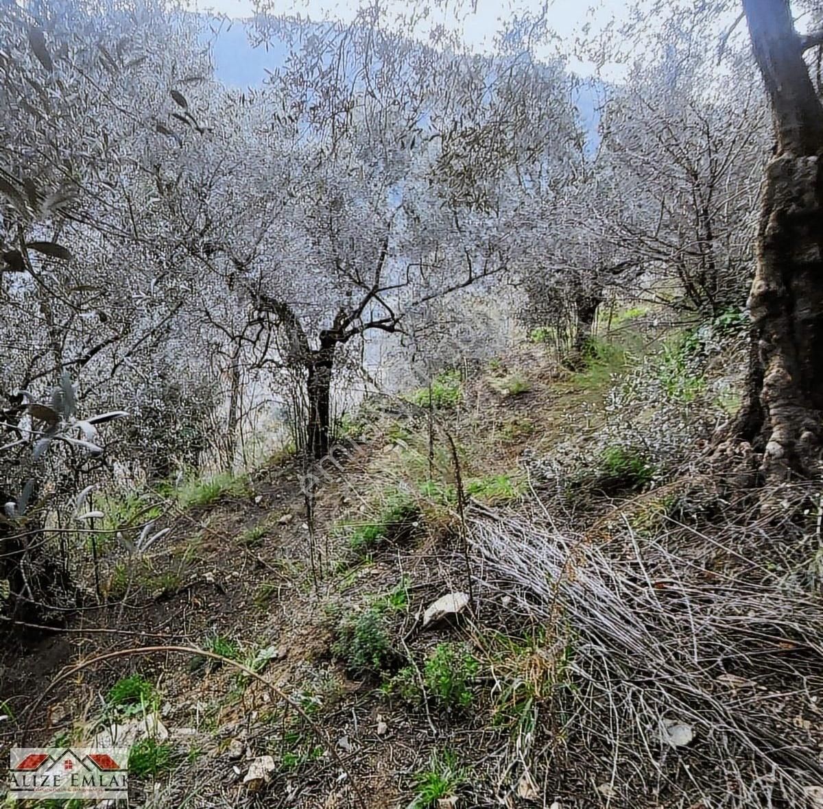 Acil Acil Acil Deniz Manzaralı Takasa 120 Zeytin Ağacı 3.900 M2 - Görsel 21