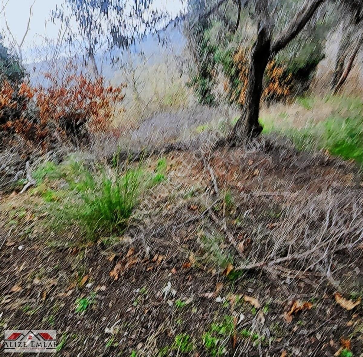 Acil Acil Acil Deniz Manzaralı Takasa 120 Zeytin Ağacı 3.900 M2 - Görsel 4
