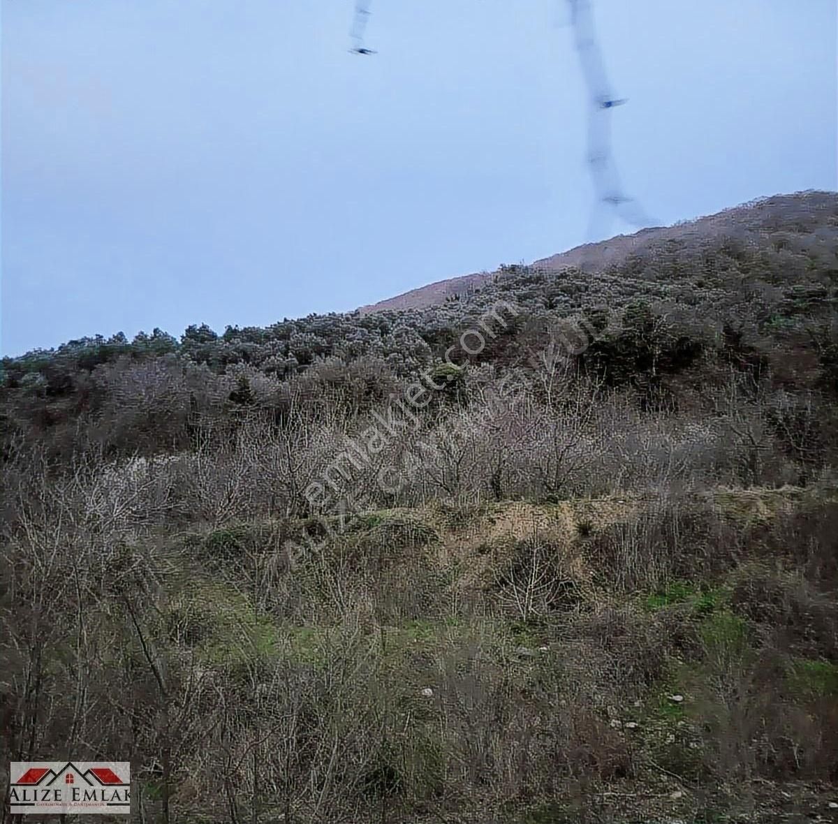 Acil Acil Acil Deniz Manzaralı Takasa 120 Zeytin Ağacı 3.900 M2 - Görsel 8