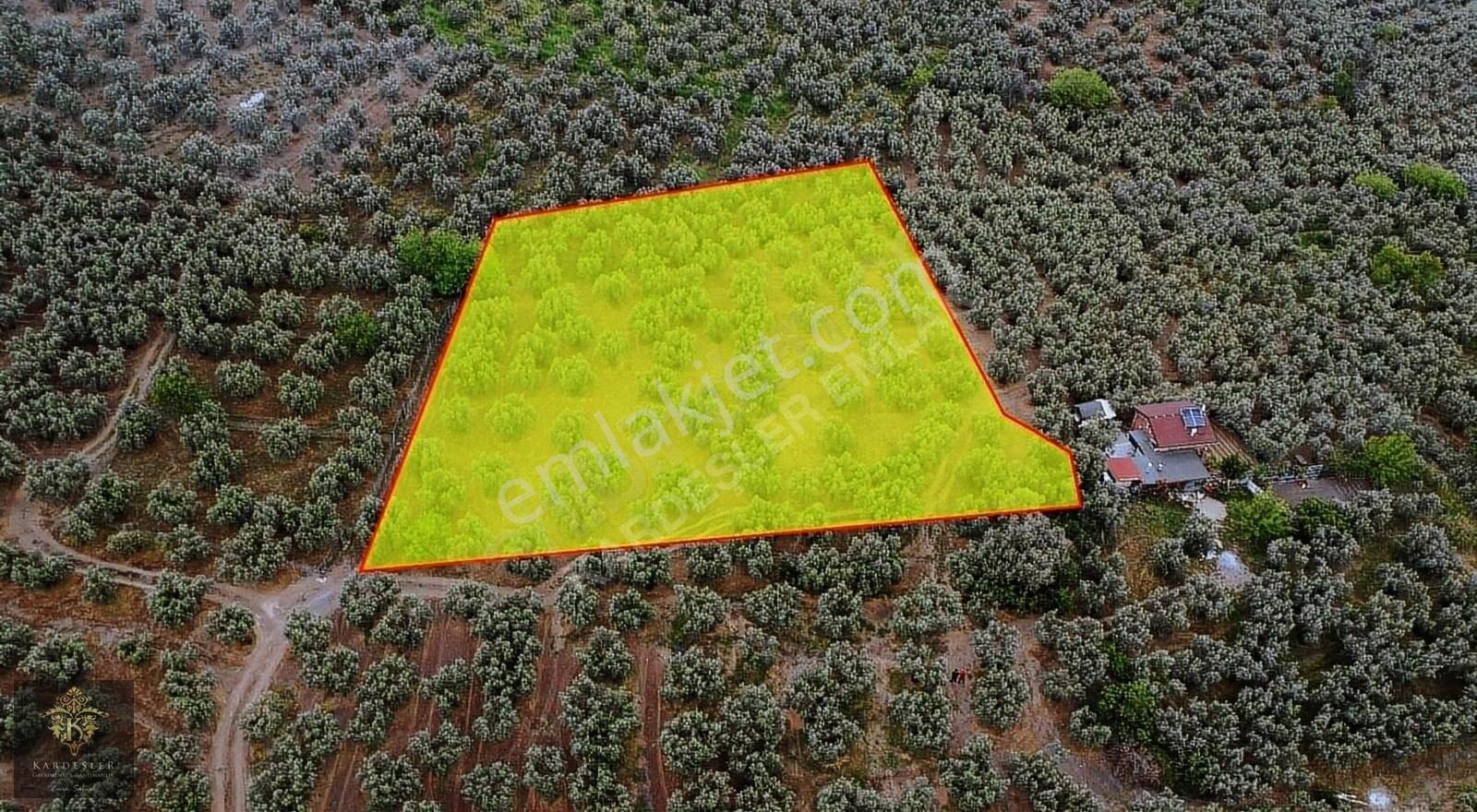 Mudanya Ömerbey De Satılık Kupon Zeytinlik - Görsel 9