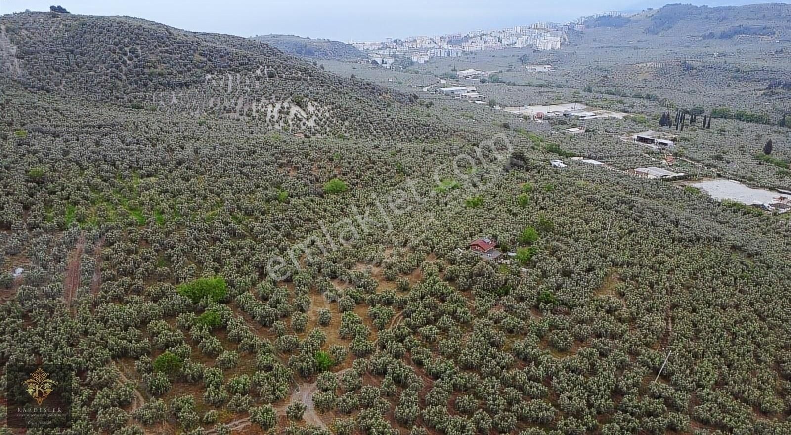 Mudanya Ömerbey De Satılık Kupon Zeytinlik - Görsel 6