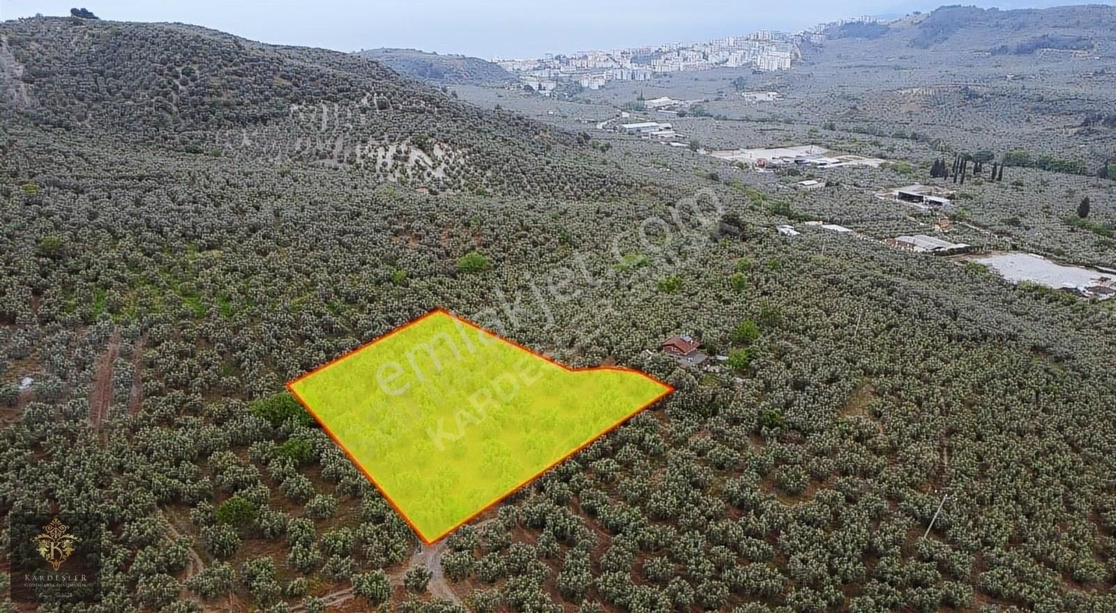 Mudanya Ömerbey De Satılık Kupon Zeytinlik - Görsel 10