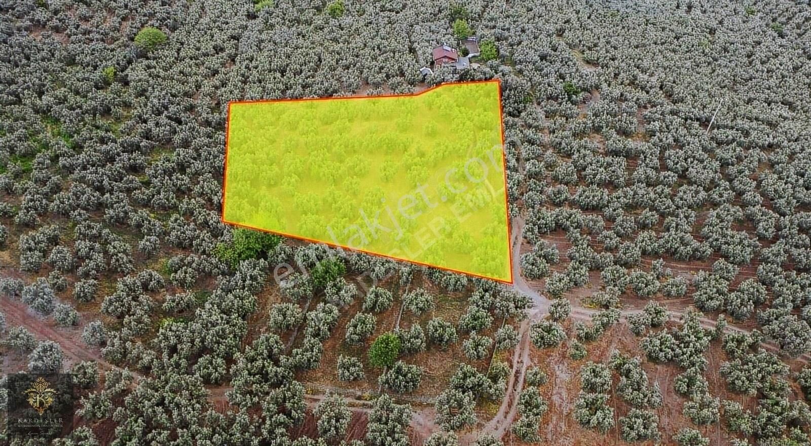 Mudanya Ömerbey De Satılık Kupon Zeytinlik - Görsel 4