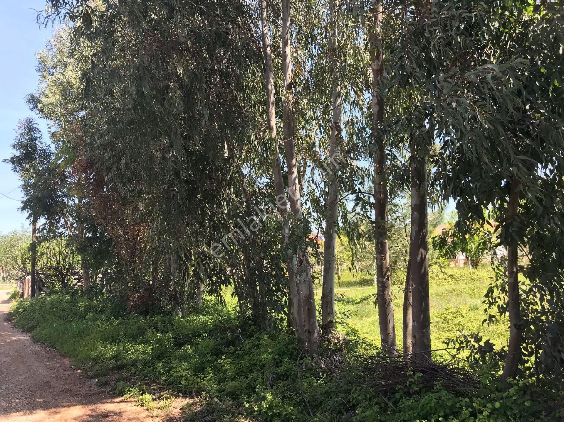 Muğla Kızılyaka 2000m2 İmarlı Arsa - Görsel 4