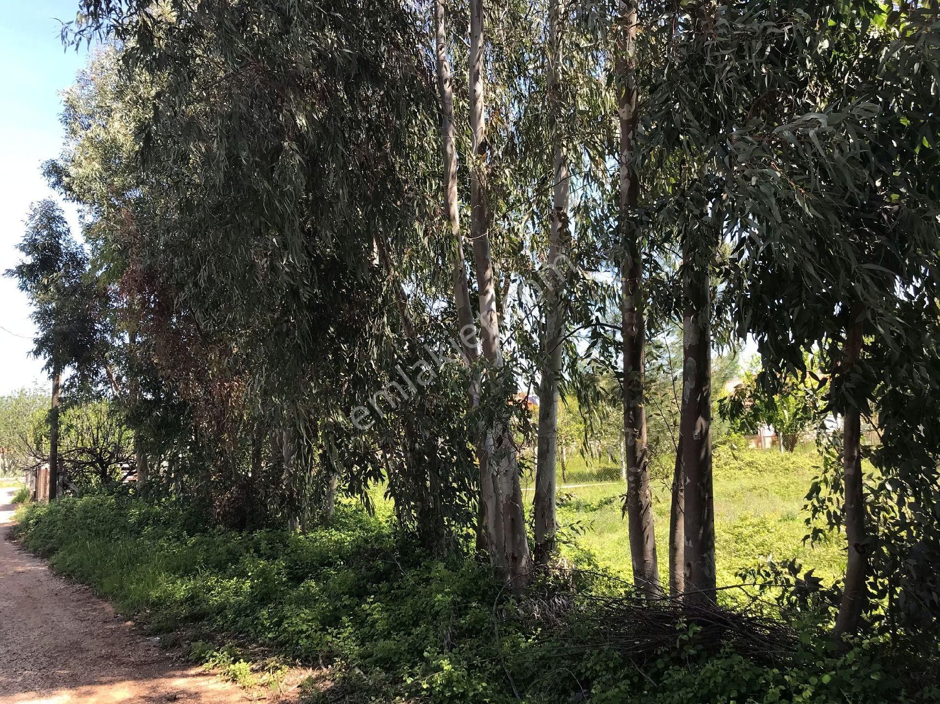 Muğla Kızılyaka 2000m2 İmarlı Arsa - Görsel 5