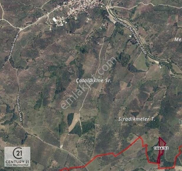 Cius 21; Muratoba Köyde 8090 M2 Zeytinlik