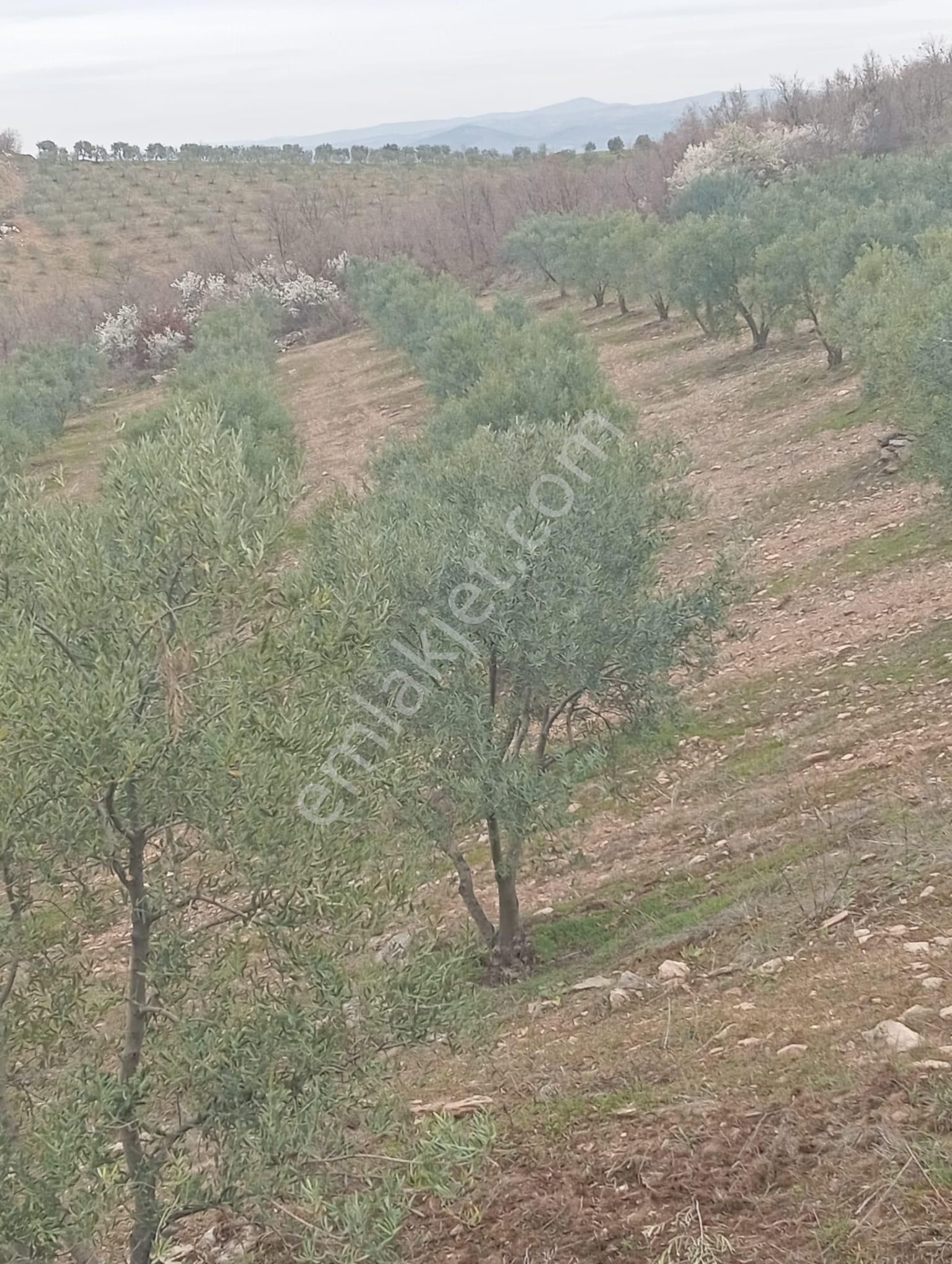 Manisa Salihli Hacı Hıdır Mahallesinde Satılık Zeytin Bahçesi