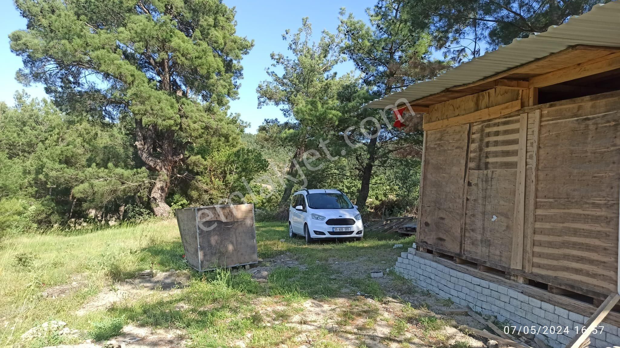 Manisa Yunusemre Çamlıca Mahallesinde Satılık Zeytinlik