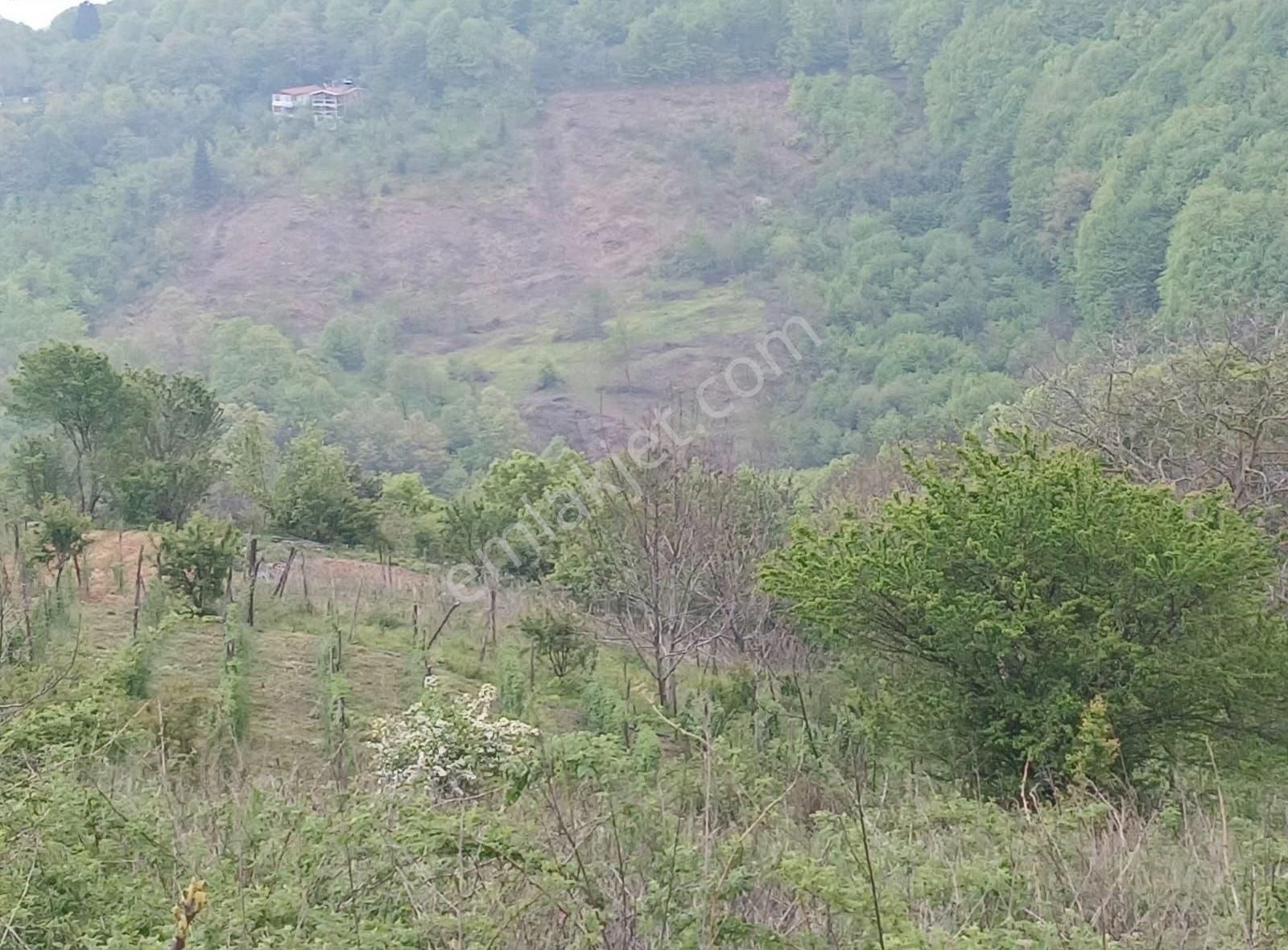 Lütfiyede 1275 M2 Tek Tapu Satılık Fırsat Tarla