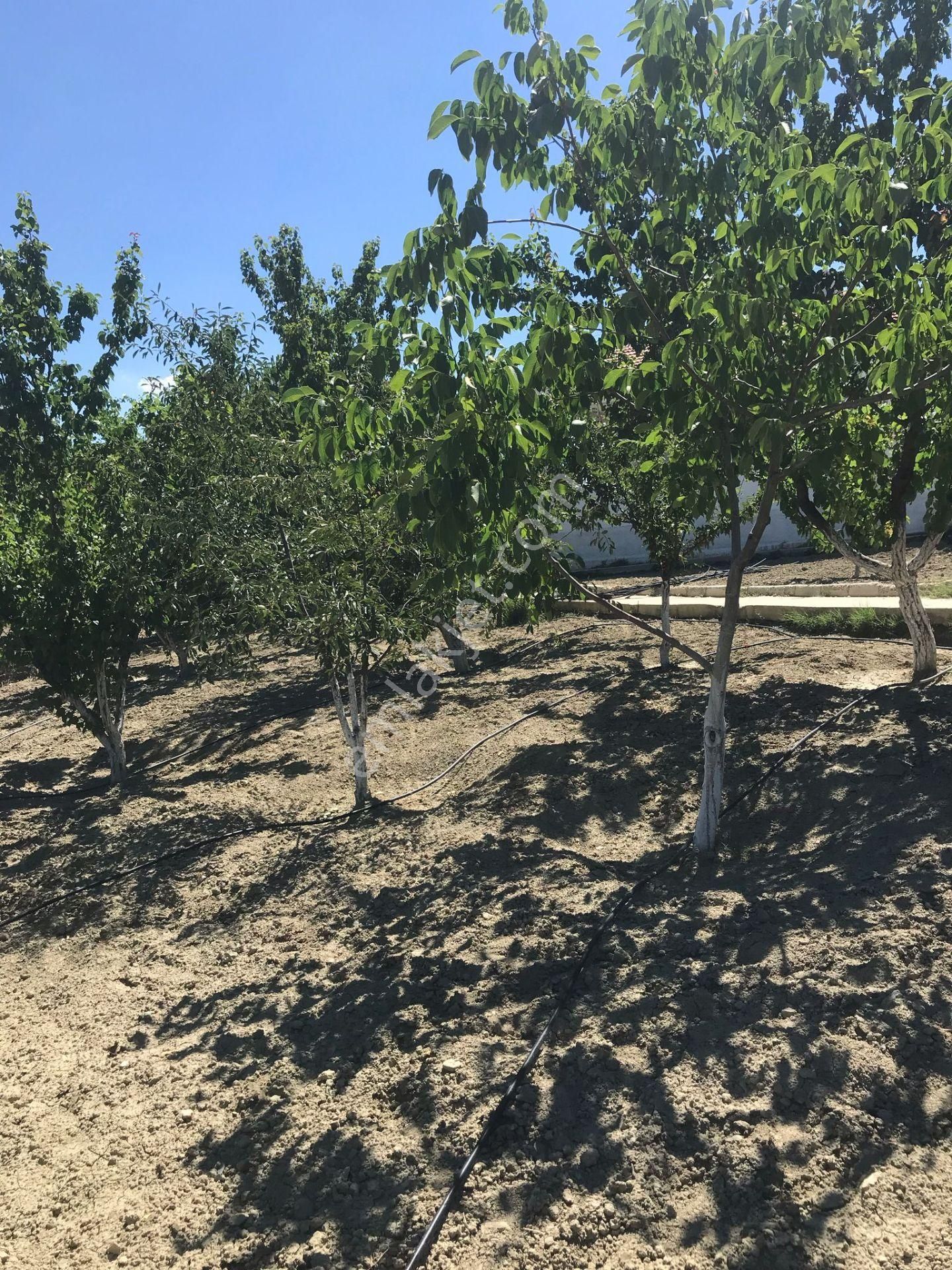 Polatlı Bağ Evlerinde Satılık Bağ Evi - Görsel 5
