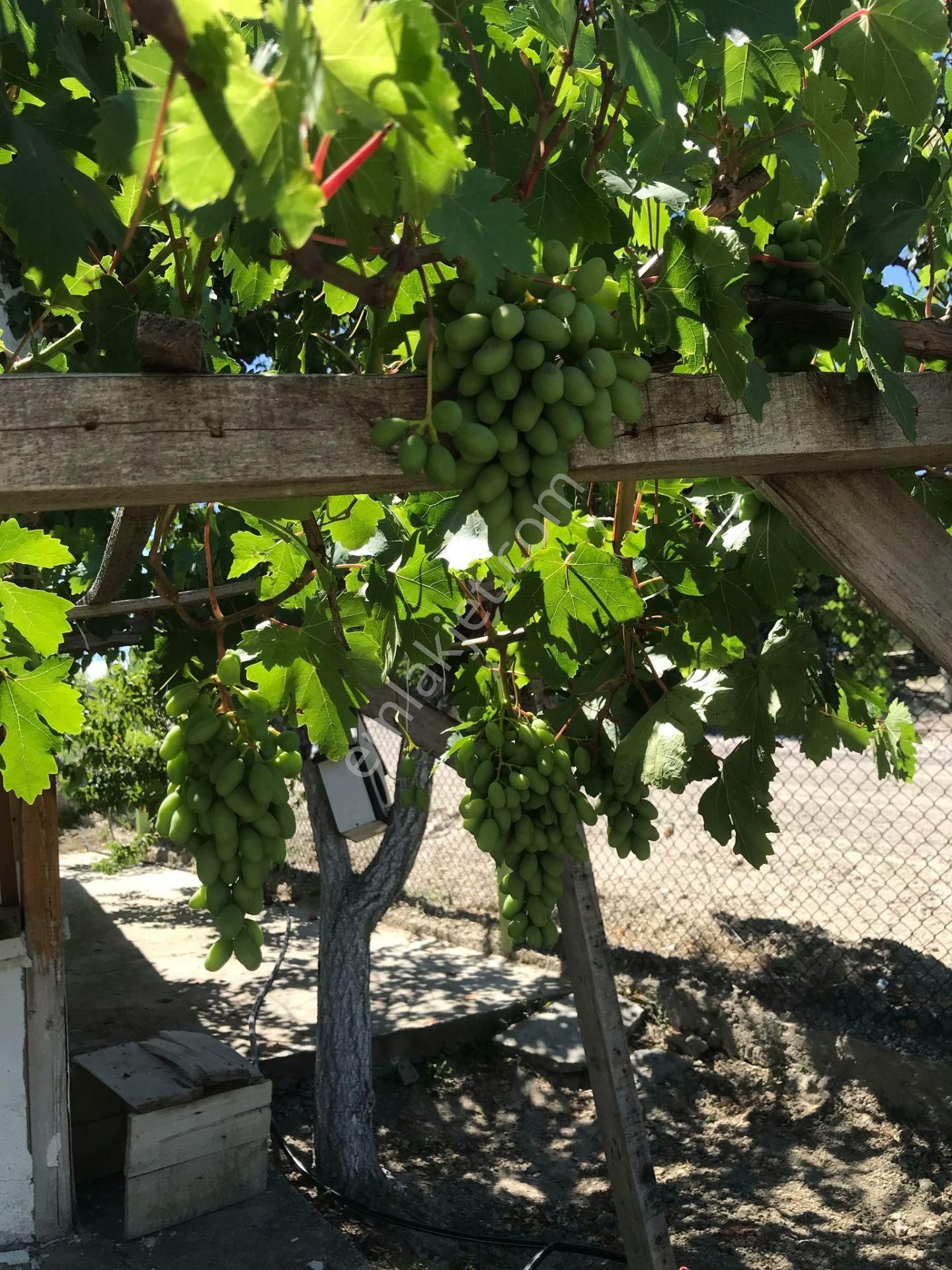 Polatlı Bağ Evlerinde Satılık Bağ Evi - Görsel 7