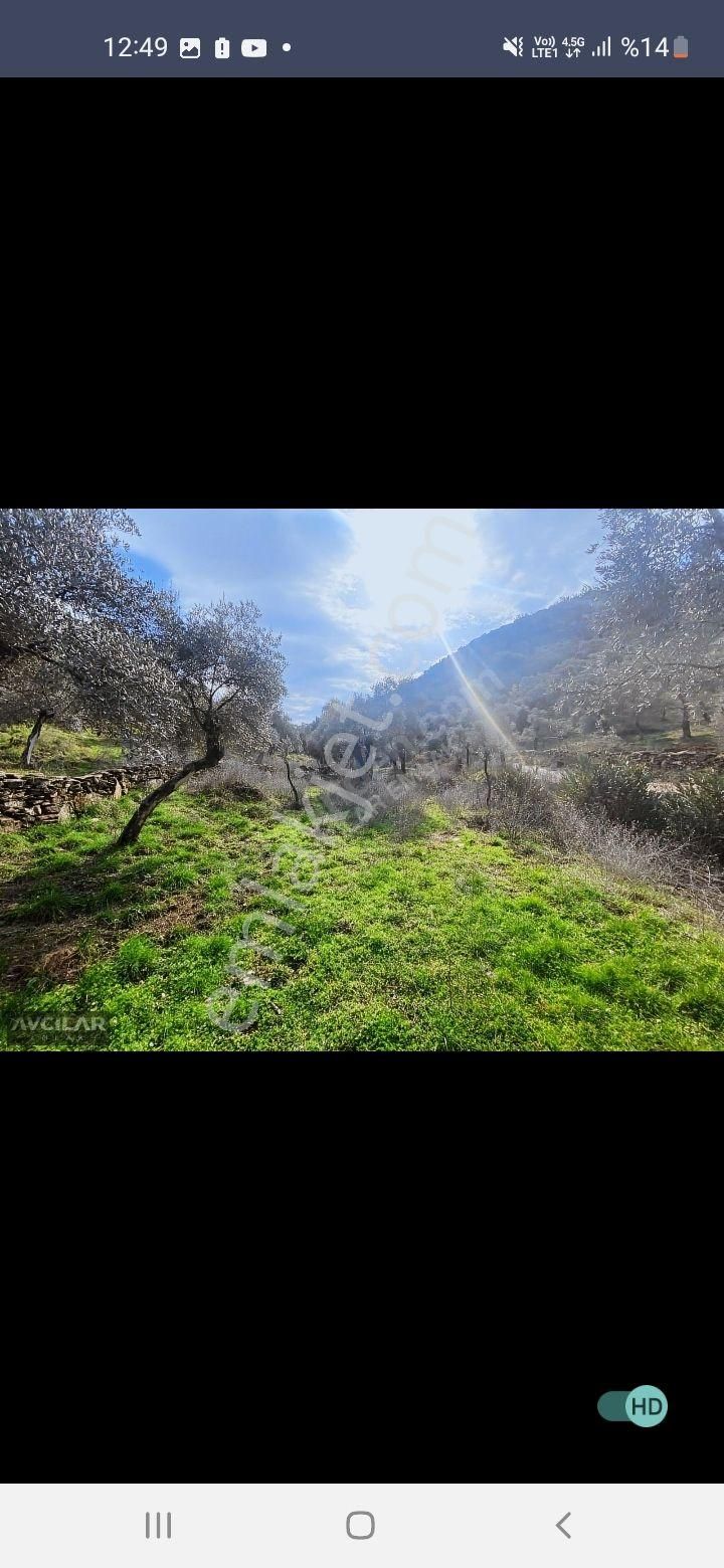Mustakıl Yolu Olan Hobı Bahçesı