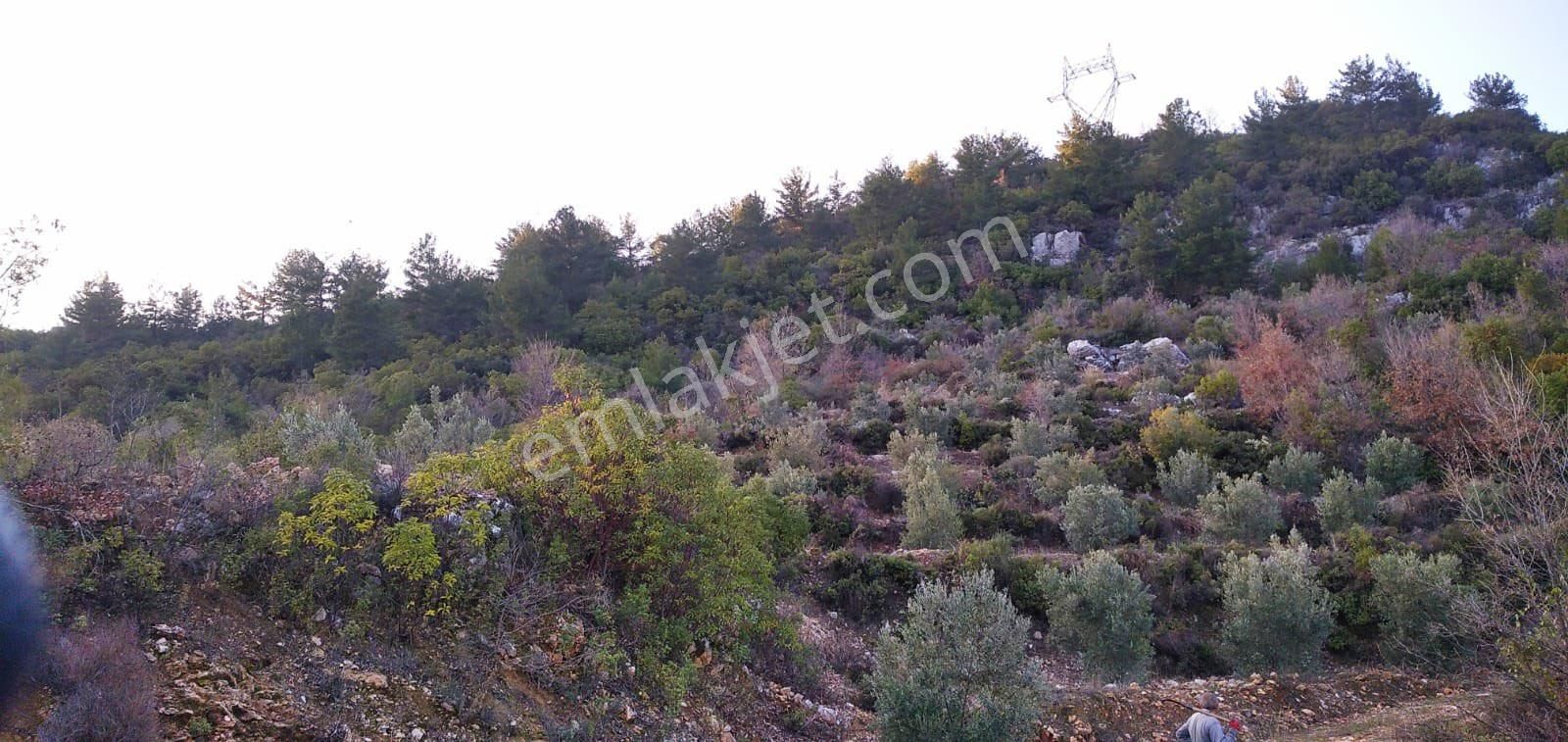 Alanya Mahmut Seydide Satılık Tarla