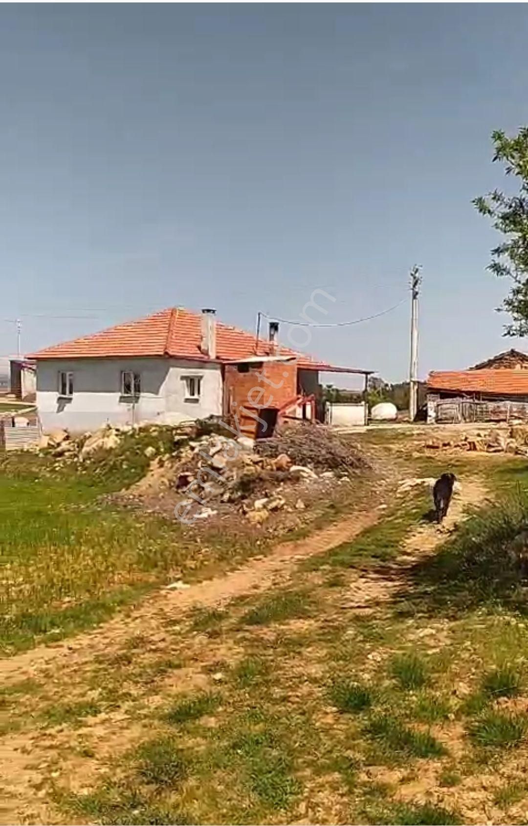 Satılık Tarla Ve Köy Evi Aydın Bozdoğan Yeşilçam 29 Dönüm