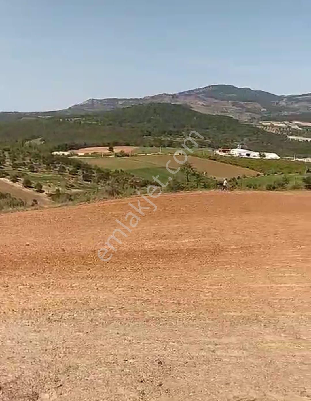 Satılık Arazi Ve Müstakil Ev Çiftlik Yapımına Uygun Aydın Bozdoğan Yeşilçam 77 Dönüm - Görsel 3