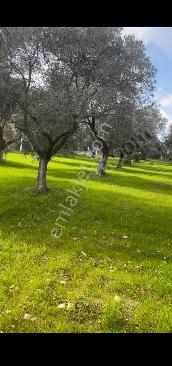 Capital Emlak'tan Dirmil Köyünde Satılık Zeytinlik