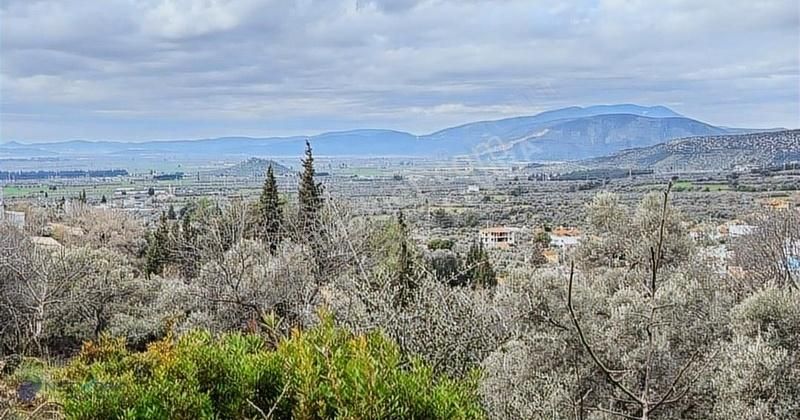 Milas Bahçe Köyü Deniz Manzaralı Satılık Zeytin Bahçesi