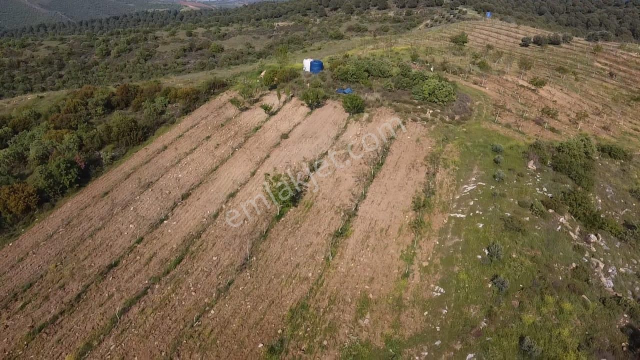 Kurttutan Mahallesi'nde 40949 M2 Satılık Cevizlik