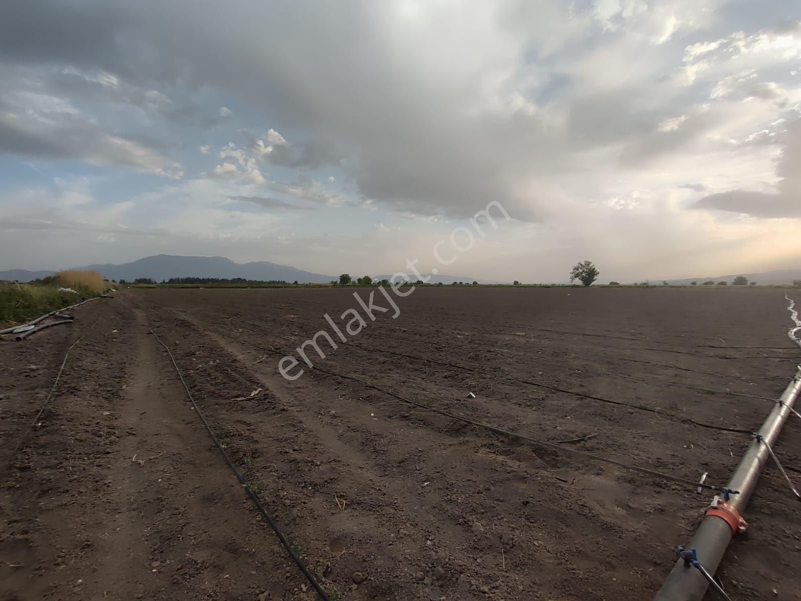 Satılık Tarla Manisa Saruhanlı Paşaköy 47957 M2