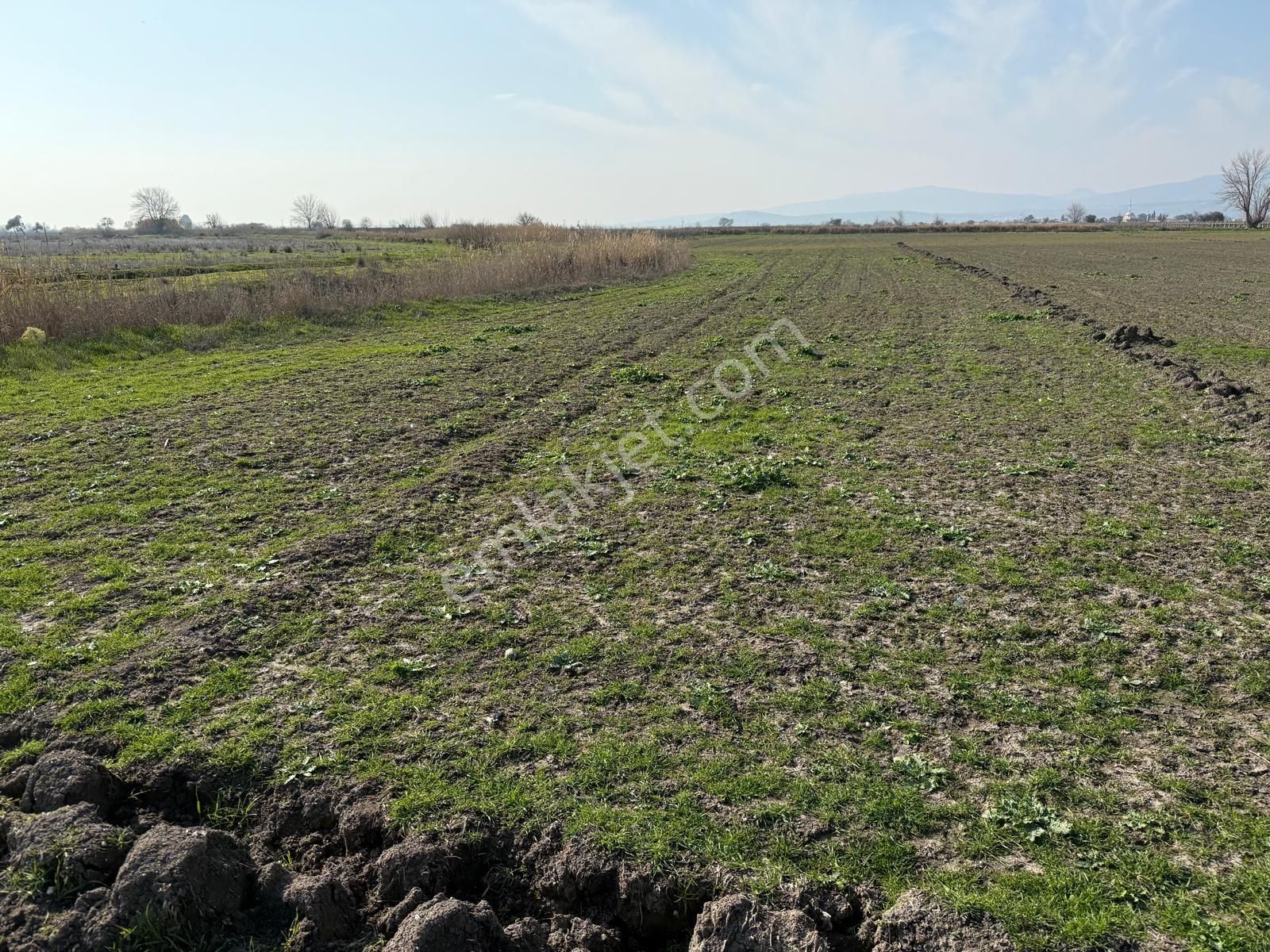 Satılık Tarla Manisa Saruhanlı Paşaköy 47957 M2