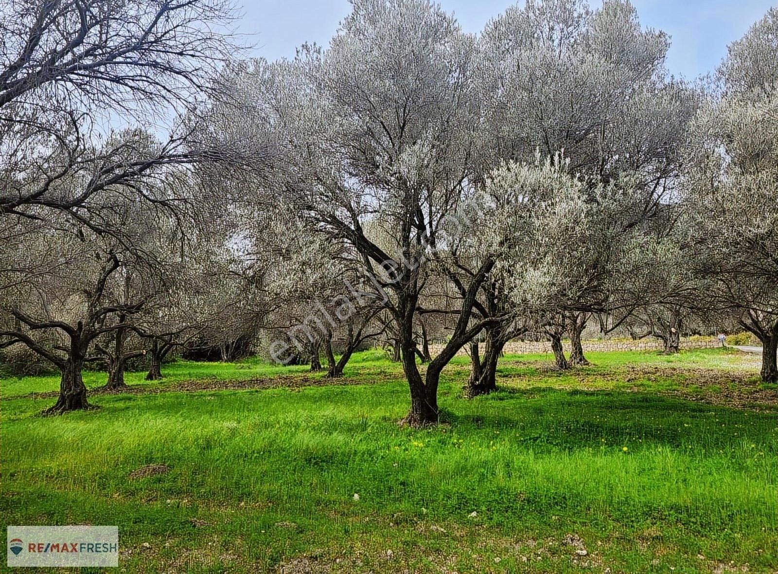 Karaburun, Kösedere'de Satılık Zeytin Ağaçlı Tarla