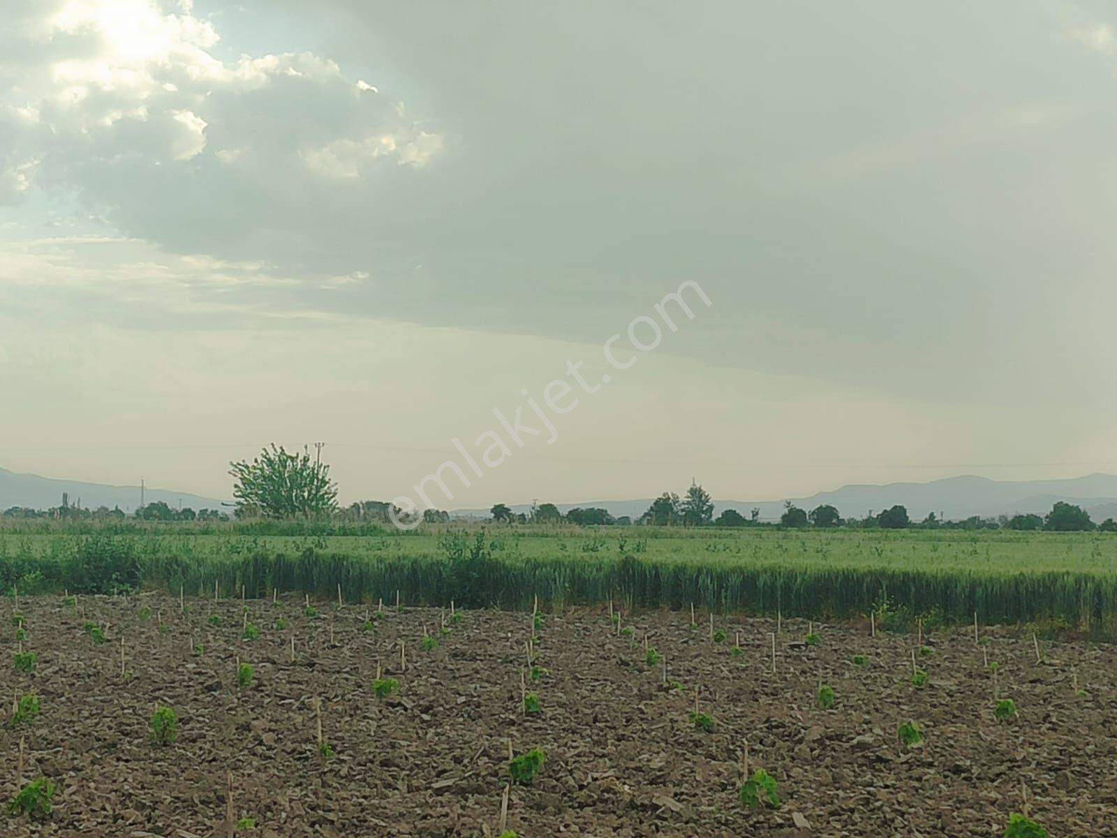 Satılık Tarla Manisa Saruhanlı Adiloba 11350 M2 - Görsel 7