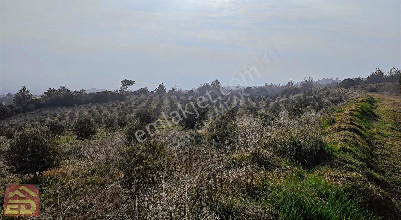 Dağcı Emlak Buldan Bölmekaya Satılık 16840 M2 Zeytinlik