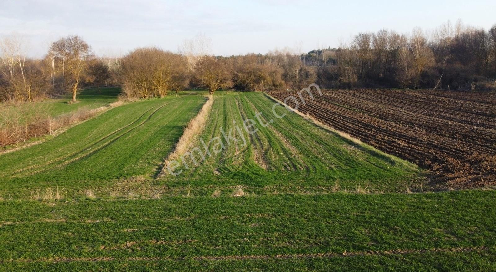 **ceylanköyde Köy Yanı Satılık 1.100 M2 Tarla**