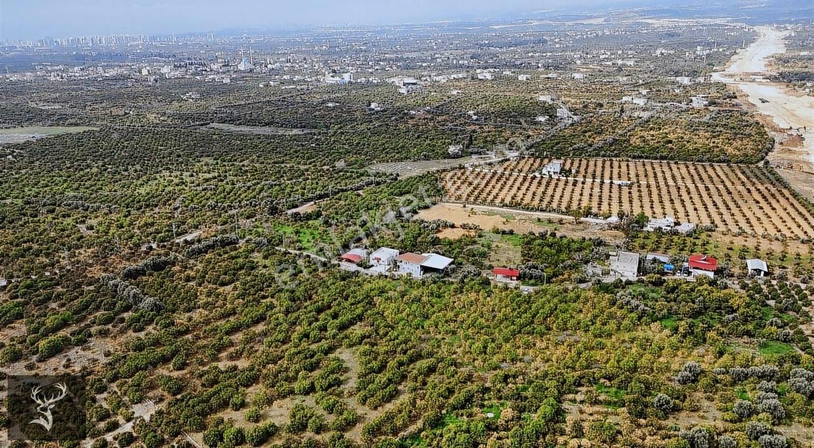 Ren'den Elvanlı Da Satılık Limon Bahçesi