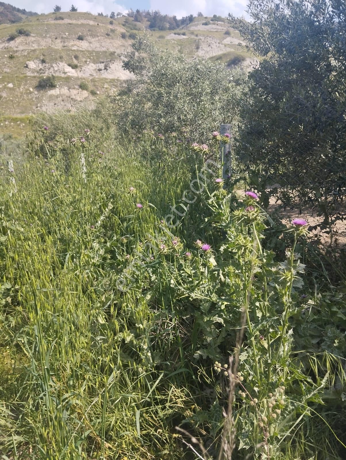 İzmir Torbalı Gold Emlaktan Aydın Kuyucakta Satılık İncir Ve Zeytin Bahçesi - Görsel 13
