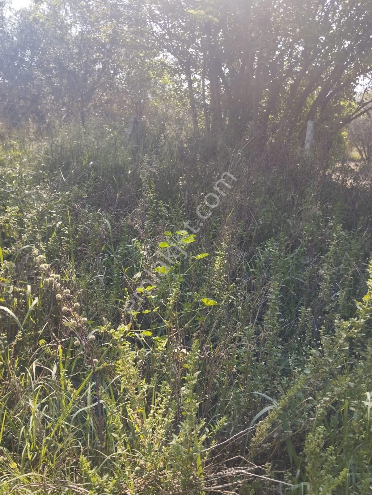 İzmir Torbalı Gold Emlaktan Aydın Kuyucakta Satılık İncir Ve Zeytin Bahçesi - Görsel 12