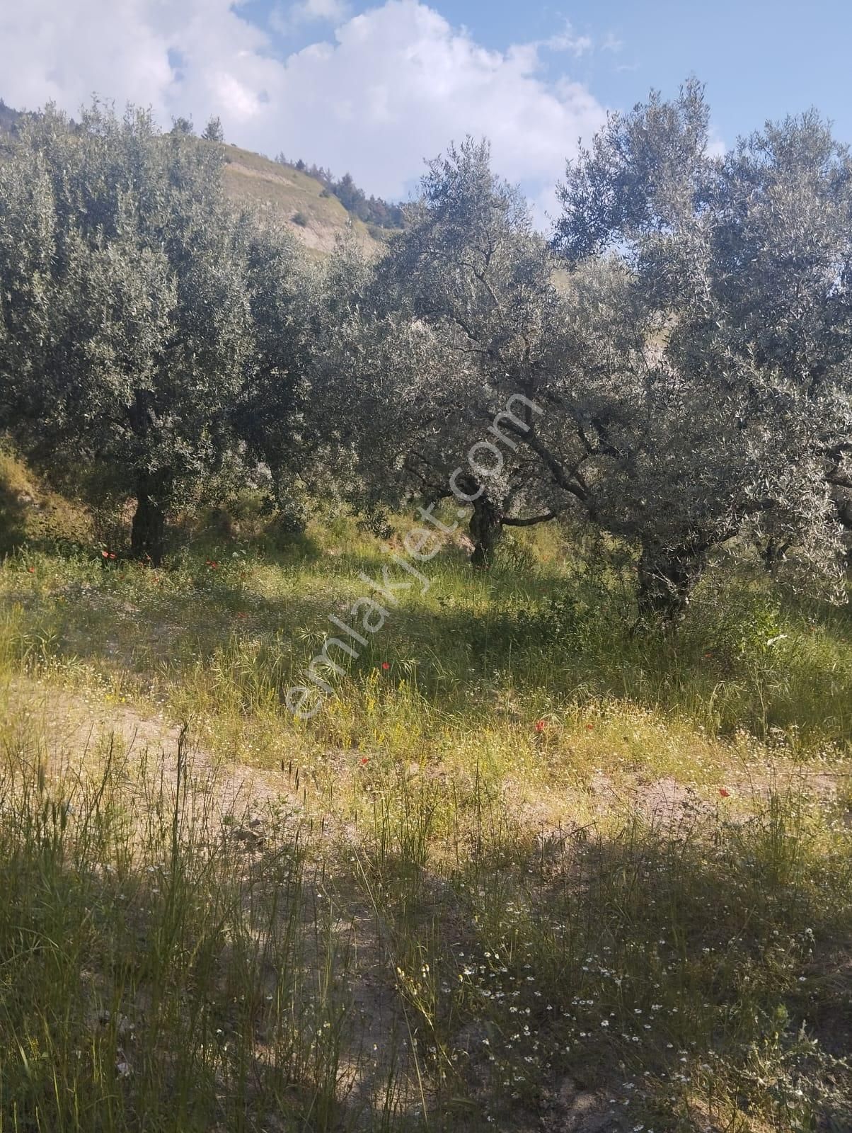 İzmir Torbalı Gold Emlaktan Aydın Kuyucakta Satılık İncir Ve Zeytin Bahçesi - Görsel 28