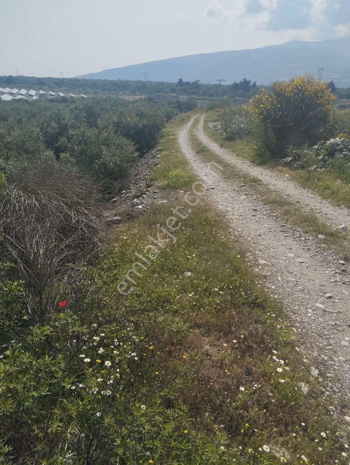 İzmir Torbalı Gold Emlaktan Aydın Kuyucakta Satılık İncir Ve Zeytin Bahçesi - Görsel 9